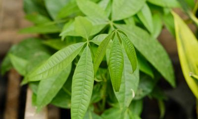 招财树什么时间开花（发财树和招财树一样吗）