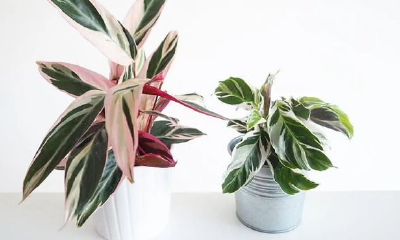 彩虹竹芋的风水作用（美丽竹芋的寓意风水）