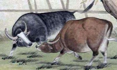 今年属牛的本命年多大岁数（97年属牛本命年可以结婚吗）