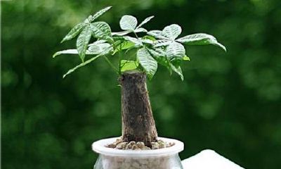 招财树几天浇一次水啊（招财树冬季几天浇一次水）