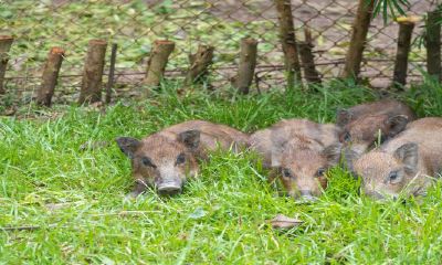 1959年属猪2023年运男势及运程（七一年属猪男每月的运势）