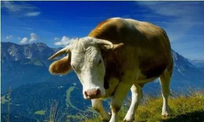 73年属牛人适合干什么工作（属牛的找什么工作最好）