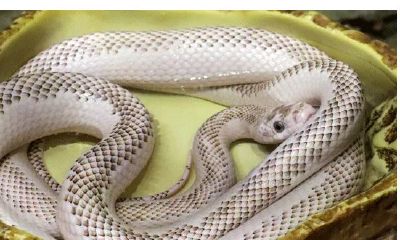 2001年属蛇女命运多少岁（2001年属蛇女的性格）