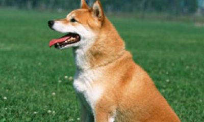 1996年的鼠与1994年的狗婚配如何（96年属鼠人和94年属狗人婚姻）