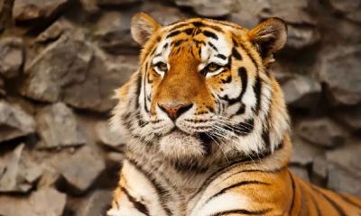 74年属虎的女人下半年命运怎样（1950年属虎女人命运）