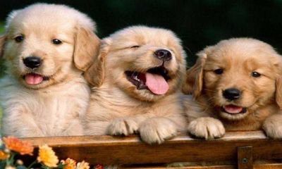 属狗爱上一个人的表现（属狗男想你的表现）