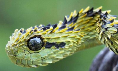 总是梦到蛇被吓醒（做梦梦见蛇被吓醒是什么征兆）