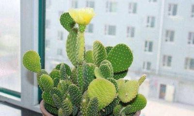 按风水家里千万不要养哪些花（十种旺财又旺宅的植物）