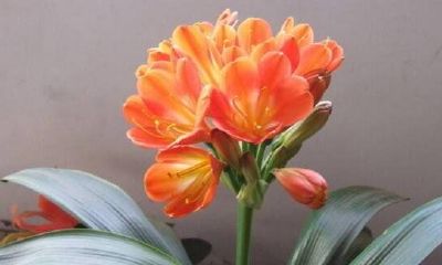 室内适合种什么花才招财花卉（室内摆什么花可以旺财）