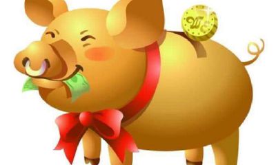 属猪人未来十年运势如何（属猪的十年运势走势图）