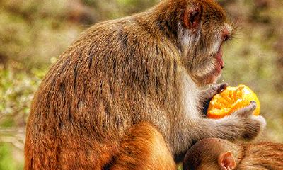 80年属猴的幸运色是什么（算命80年属猴人以后的财运）