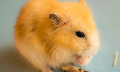 属马的年龄顺序（属马是哪一年）