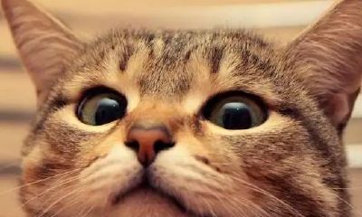 属虎的人可以养猫吗（属虎的人真的不能养猫吗）