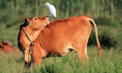 属相与姓名的关系（属相跟性格有关系吗）