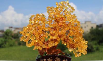 招财树有几片叶子（招财树摆放禁忌）