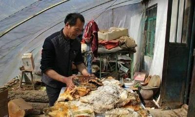 挖到太岁的人下场怎样了（太岁长什么样）