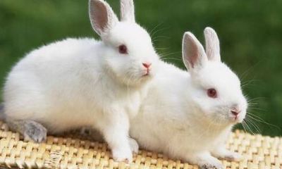 1987年属什么生肖属相属什么（1993属什么生肖）