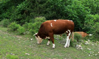 属鼠男与什么生肖最配（属鼠男与什么属相最佳）
