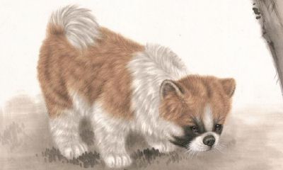 属猪的朋友有哪些（属猪的怕什么属相）