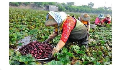 农产品网店起名大全免费取名（农产品店铺名字起名）