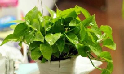 绿萝放店里会招财吗（绿萝怎么摆放最旺财）