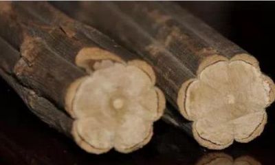 五台山降龙木九道六道（十二星座最佳配对对象）