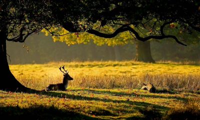 天秤座的寿命是多少岁（双鱼座的寿命是多少岁）