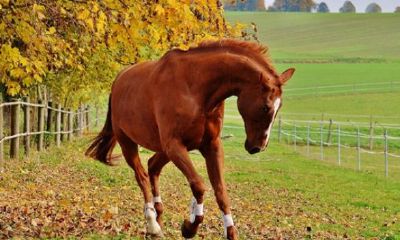 78年属马的2023年多少岁（78年属马2023年财运）