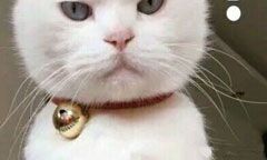 水瓶女和天秤座男配不配（天秤座和双鱼座配吗）