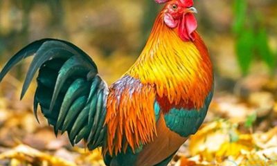 男属鸡与女属虎（属虎女和属鼠男相配吗）