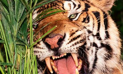 68年猴人遇牛年2023运势如何（2023年属虎几月出生好）