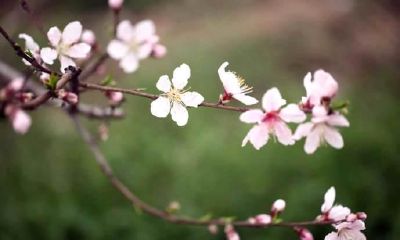 桃花运太差怎么改善（天生桃花运不好怎么办）