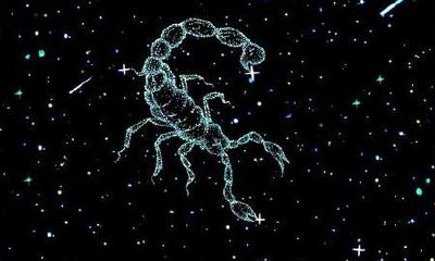 天蝎女属马2023运势（十月出生的是是什么星座）