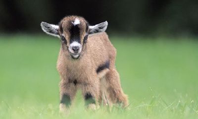 属羊的女人容易发生婚外情吗（79属羊男几次婚姻）