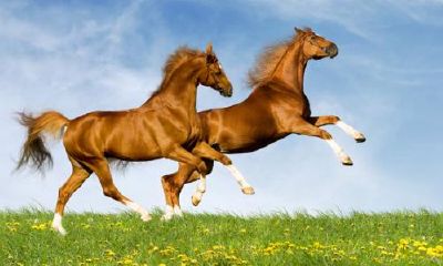 属马的适合穿什么颜色鞋（2002年属马的幸运颜色有哪些）