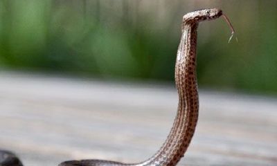 男人梦见自己被蛇咬周公解梦（女人梦见蛇预示着什么）