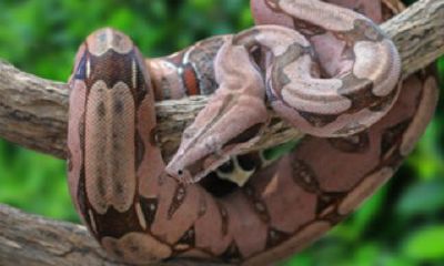 梦见毒蛇死了是什么预兆（属蛇的梦见蛇死了是什么意思）