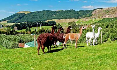 属羊人生于未时一生富有（2003属羊男的几月出生最好命）