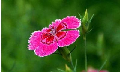 女宝取名寓意美好（语字取名寓意是什么）