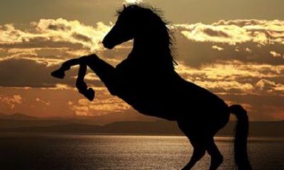 属马2002年出生（属马人2002年出生命运）