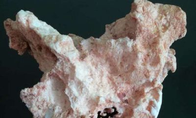 老外真的见过太岁吗（最厉害的太岁是哪一个）