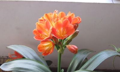 君子兰开花寓意风水（虎皮兰风水摆放三不要）