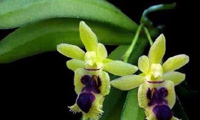 开门见兰花风水（命带紫微星女孩善良）