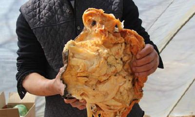 太岁好吃吗什么味道（太岁闻着是什么味道的）