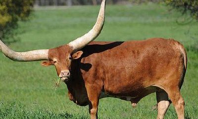 属牛今年几岁（85年出生的属牛的命运怎么样）