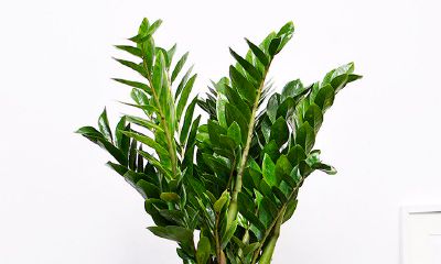 发财树是哪个属相的幸运植物（属狗的幸运植物和花）