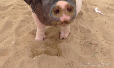 属猪的性格和脾气及爱情（属猪的男人性格和爱情）