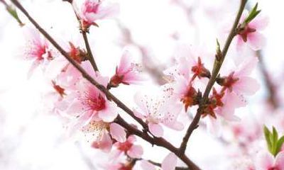 桃花运在五行的颜色（怎样桃花运最旺小偏方）