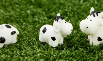 73属牛今日运势（73年属牛明天运气）