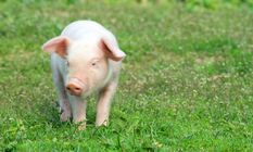 申猴寅虎婚配指数（1986年属虎的男人）